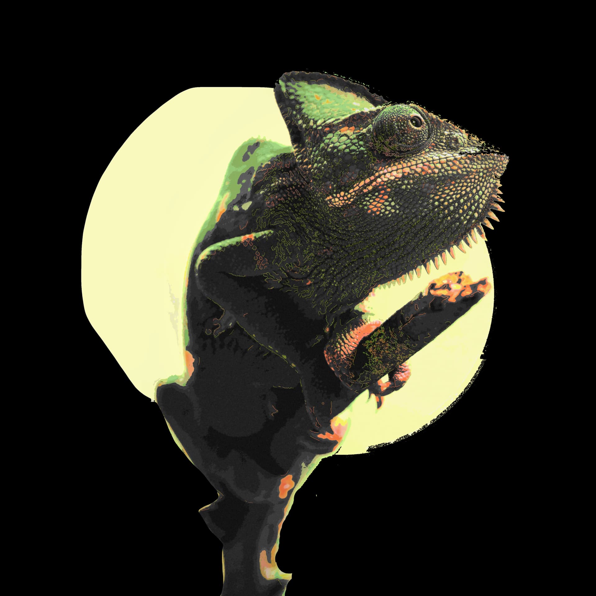 Transparent wildlife cutout for layered compositions and isolated subject previews